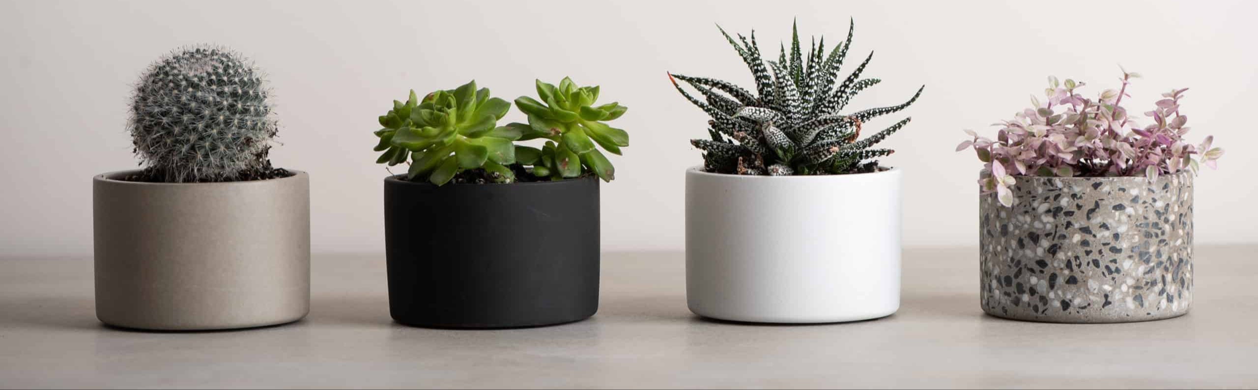 עציץ לסוקולנטים מבטון אפור