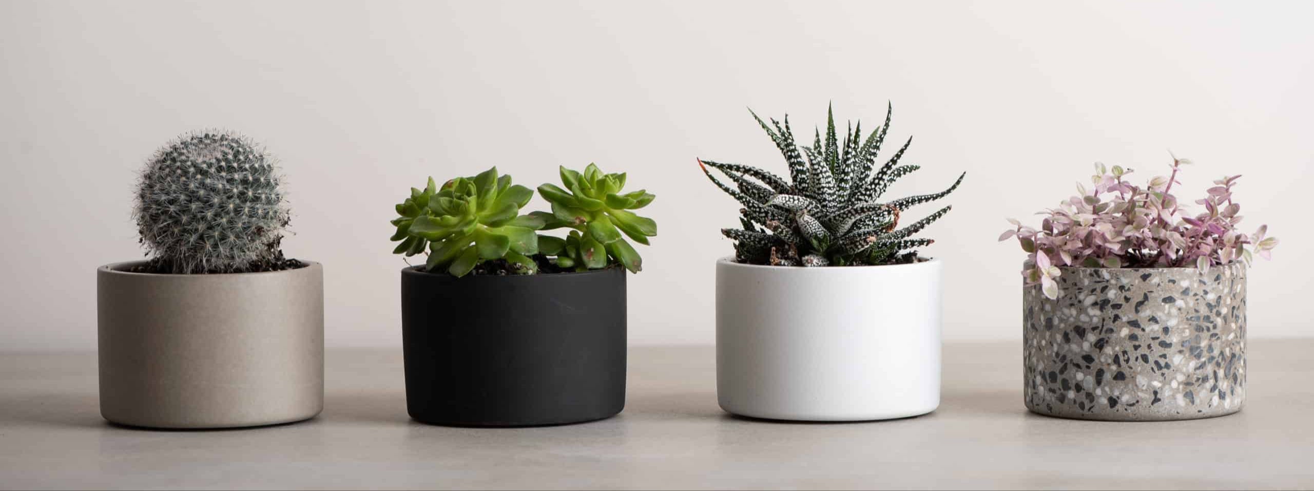 עציץ לסוקולנטים מבטון שחור